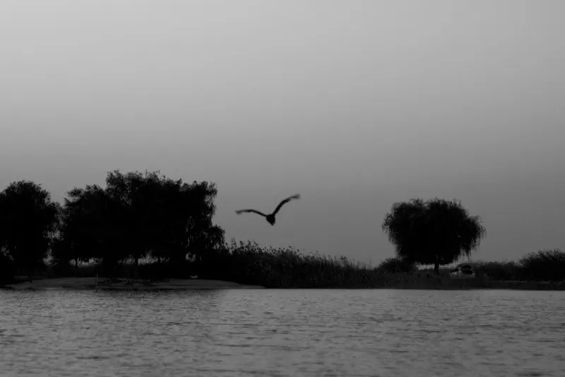 Minimalist simplicity